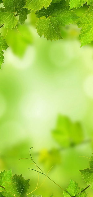 Soft Green Foliage Nature Background with Blurred Leaves and Organic Textures HD phone wallpaper