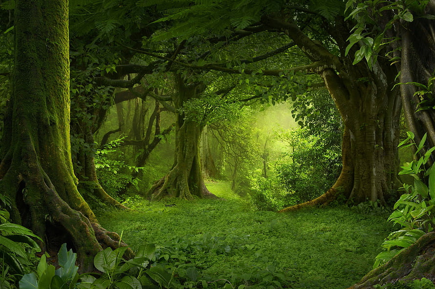Enchanted Mossy Forest Path With Sunbeams And Ancient Trees HD wallpaper