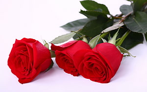Three Fresh Red Roses with Green Leaves on a White Background HD wallpaper