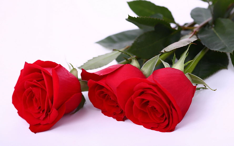 Three Fresh Red Roses with Green Leaves on a White Background HD wallpaper