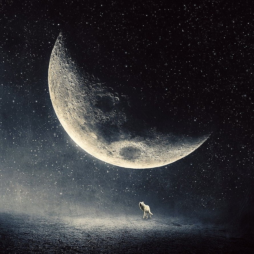Lone White Wolf Howling Under Giant Crescent Moon in Starry Night Sky HD phone wallpaper