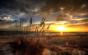 Golden Ocean Sunrise Over Sandy Shore With Silhouetted Beach Grass HD wallpaper