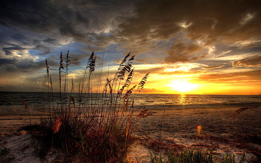 Golden Ocean Sunrise Over Sandy Shore With Silhouetted Beach Grass HD wallpaper