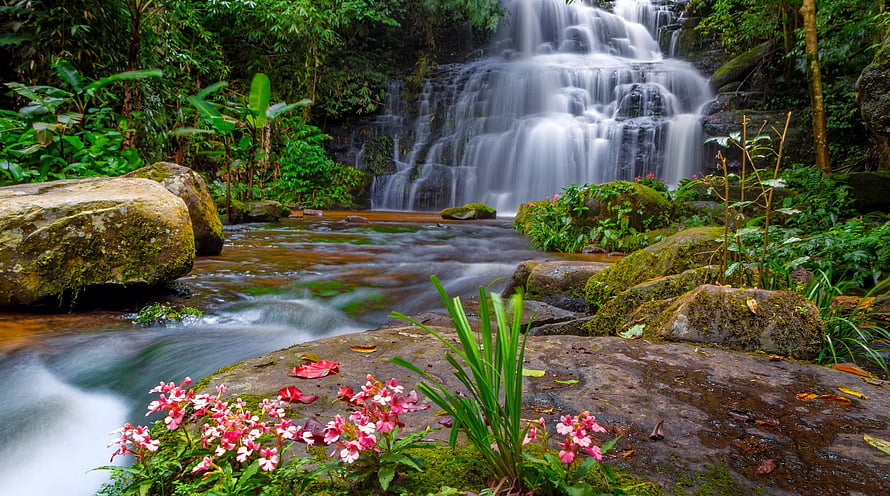 Lush tropical waterfall cascading over mossy rocks with vibrant pink flowers in a dense green forest HD wallpaper