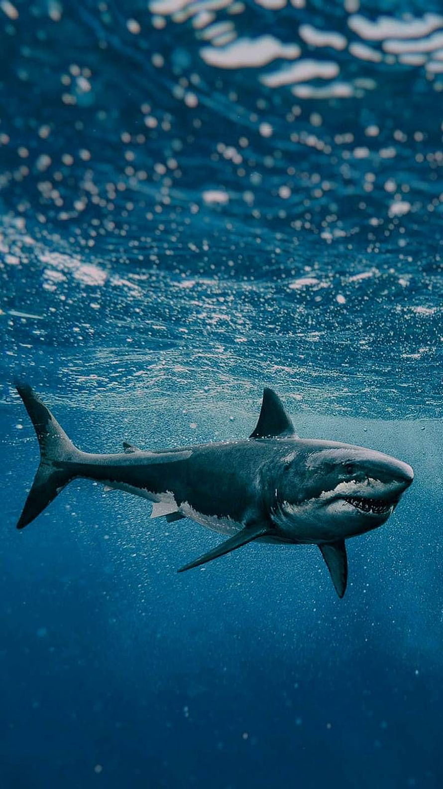 Great White Shark Swimming Underwater in Deep Blue Ocean Water HD phone wallpaper