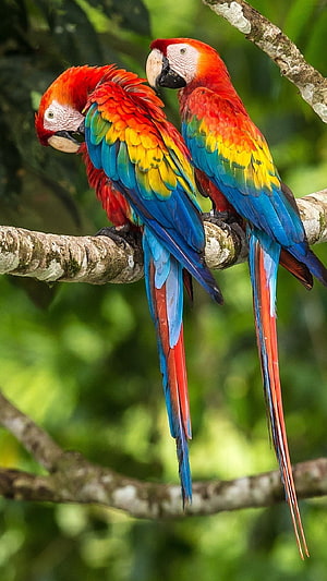 Two Scarlet Macaws Perched on a Branch in a Lush Tropical Rainforest HD phone wallpaper