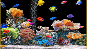 Vibrant Tropical Saltwater Aquarium with Colorful Fish and Coral Reef HD wallpaper