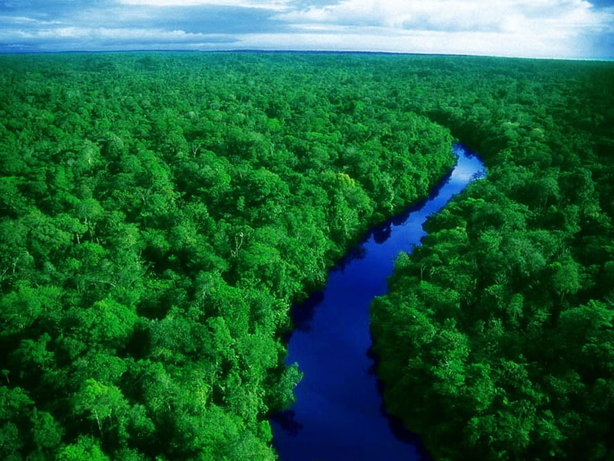 Aerial View of a Winding River Cutting Through a Dense Green Rainforest Canopy HD wallpaper