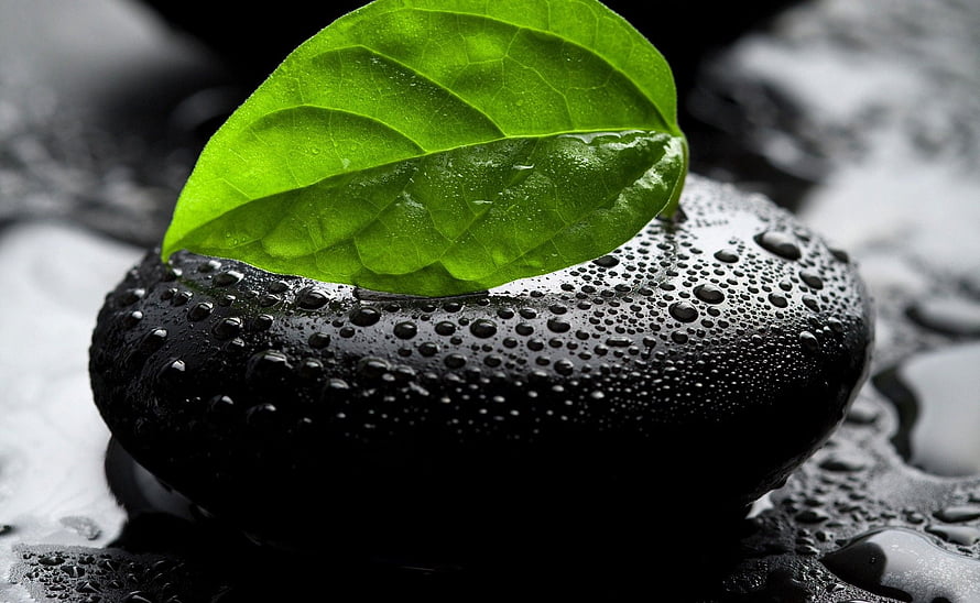 Vibrant Green Leaf Resting on Wet Black Stone with Water Droplets HD wallpaper