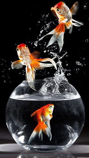 Three goldfish leaping from a spherical glass bowl against a black background HD phone wallpaper