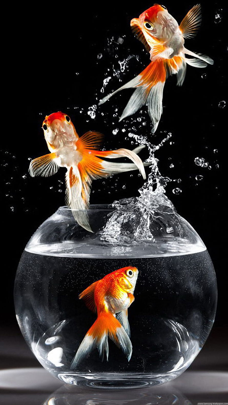 Three goldfish leaping from a spherical glass bowl against a black background HD phone wallpaper