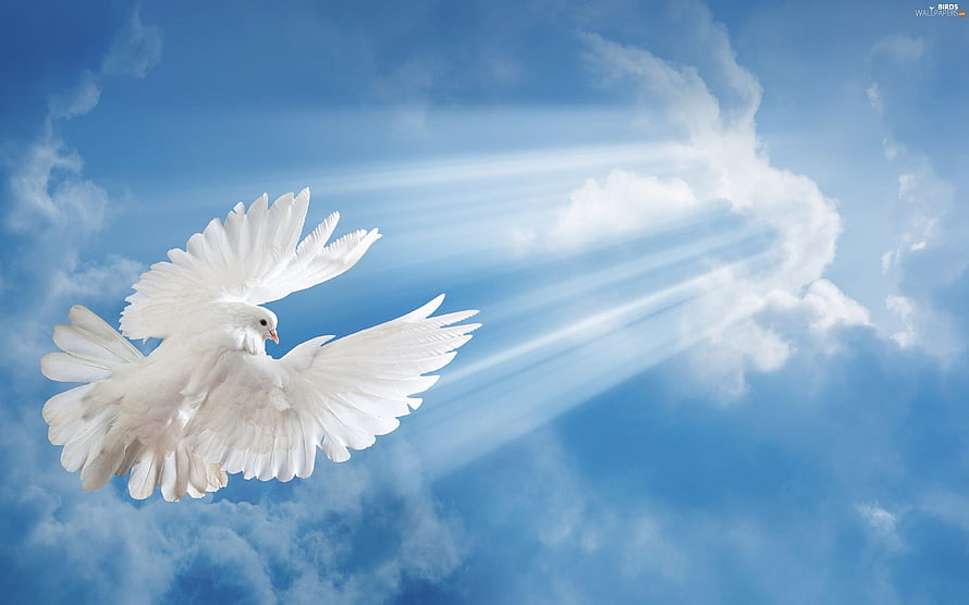 White Dove in Flight Against Blue Sky with Sun Rays and Clouds HD wallpaper