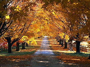 Golden Autumn Tree Tunnel Lining a Quiet Country Road HD wallpaper