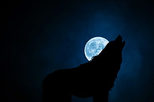Howling Wolf Silhouette Against a Glowing Full Moon in a Dark Night Sky HD wallpaper