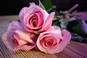 Three Pink Roses with Dew Drops on a Bamboo Mat HD wallpaper