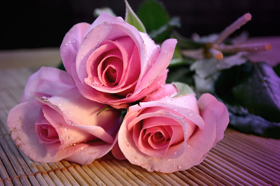 Three Pink Roses with Dew Drops on a Bamboo Mat HD wallpaper