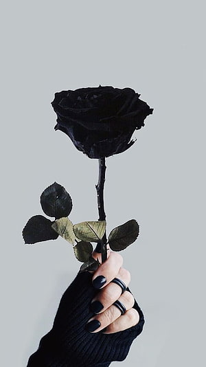 Hand Holding a Single Black Rose with Dark Nails and Rings Against a Grey Background HD phone wallpaper
