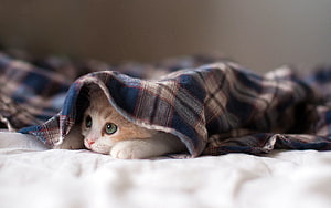 Cuddly Orange And White Kitten Peeking Out From Under A Plaid Flannel Blanket On A Soft Bed HD wallpaper