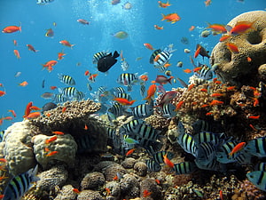 Vibrant School of Striped Fish Swimming Over a Diverse Coral Reef in Clear Blue Ocean Water HD wallpaper