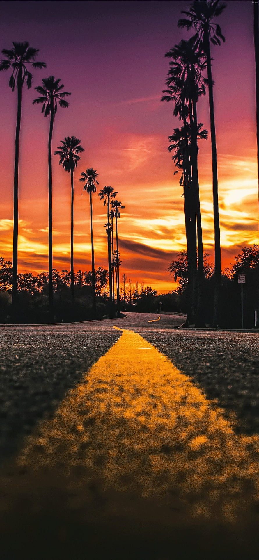 Los Angeles Sunset Road with Silhouetted Palm Trees and Golden Center Line HD phone wallpaper