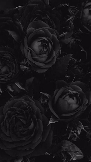Moody Black Roses in Dark Aesthetic Close-Up Photography HD phone wallpaper