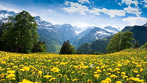 Vast Alpine Meadow Bursting With Yellow Wildflowers Beneath Snow-Capped Peaks HD wallpaper