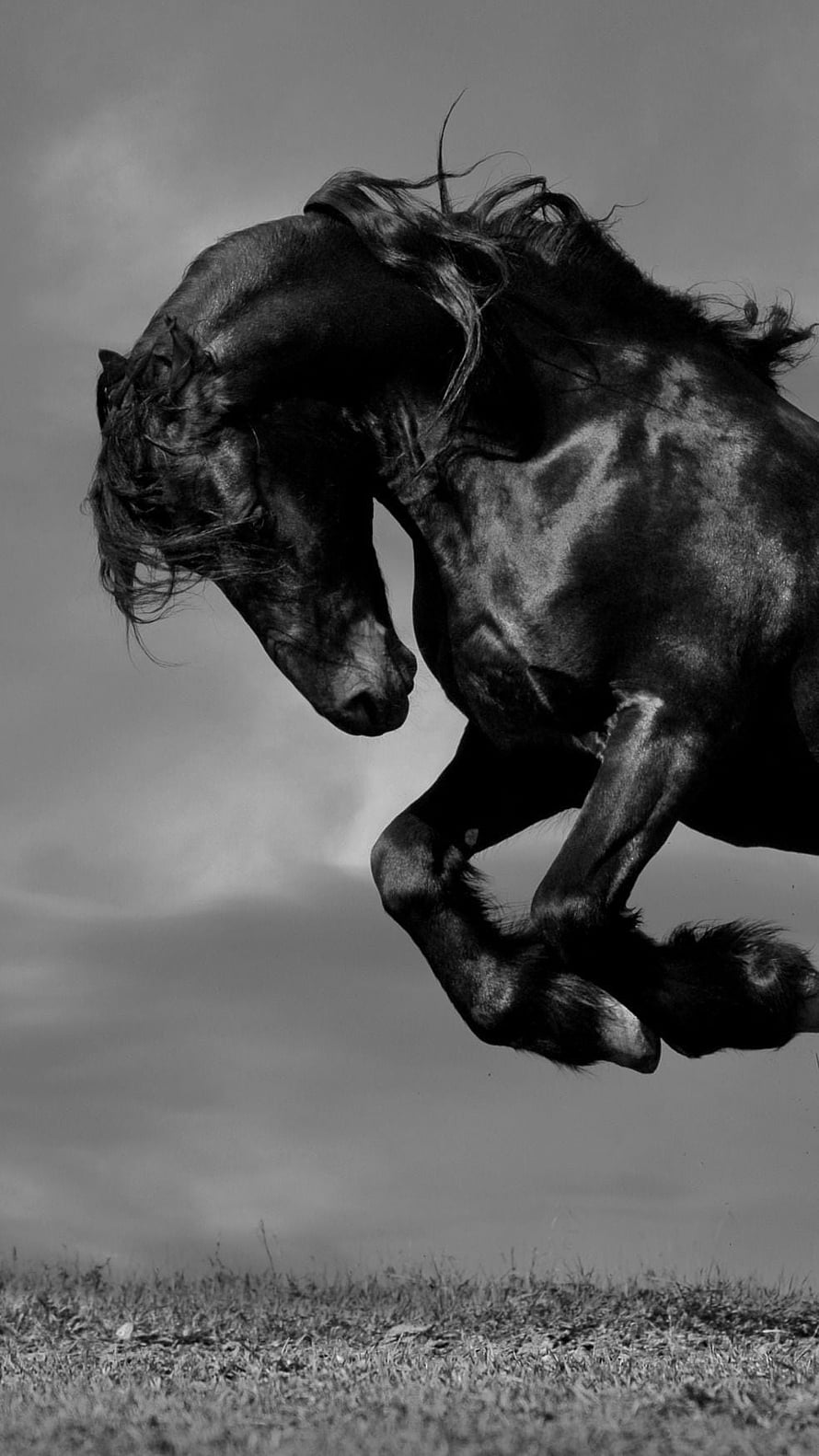 Dramatic Black and White Photograph of a Rearing Black Horse in an Open Field HD phone wallpaper