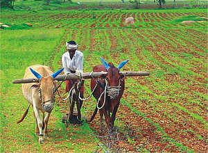 Indian Farmer Plowing a Green Field with a Traditional Pair of Oxen HD wallpaper