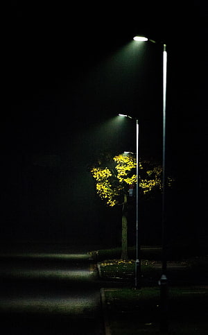 Atmospheric Night Scene With Street Lamps Illuminating A Solitary Tree HD phone wallpaper