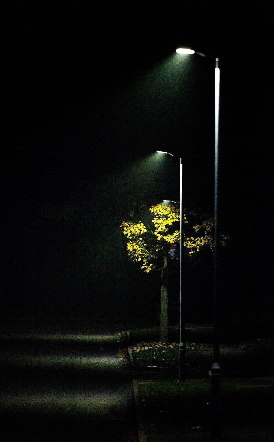 Atmospheric Night Scene With Street Lamps Illuminating A Solitary Tree HD phone wallpaper