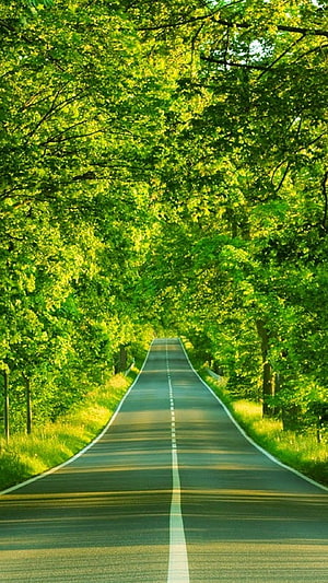 Sunlit Forest Road With Lush Green Canopy And Dashed Center Line HD phone wallpaper