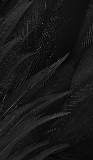 Close-up of layered black feathers with intricate texture and dark moody aesthetic HD phone wallpaper