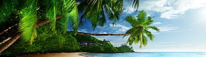 Tropical Paradise Beach with Palm Trees and Blue Ocean HD wallpaper