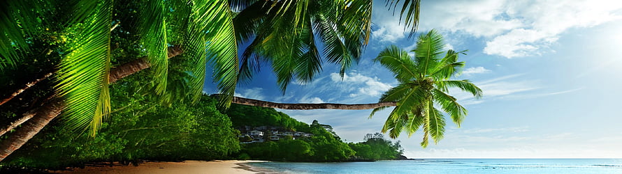 Tropical Paradise Beach with Palm Trees and Blue Ocean HD wallpaper