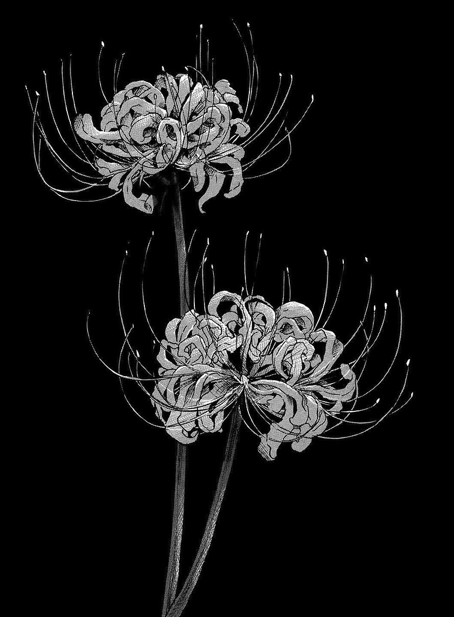 Black and White Spider Lily Illustration with Intricate Petals and Stamen HD phone wallpaper