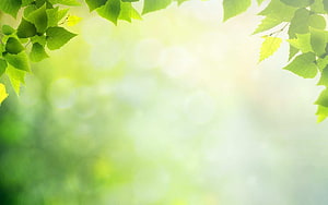Fresh Green Leaves Framing a Soft Bokeh Forest Background HD wallpaper