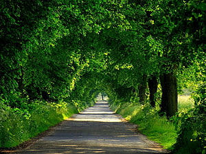 Sunlit Country Lane Lined With Lush Green Trees In Spring HD wallpaper