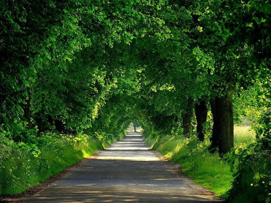 Sunlit Country Lane Lined With Lush Green Trees In Spring HD wallpaper