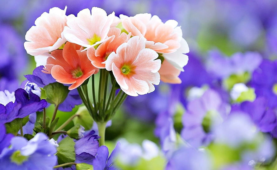 Pastel Pink Primroses in Full Bloom Against a Soft Purple Garden Background HD wallpaper