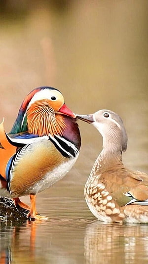 Male and Female Mandarin Ducks Interacting in Shallow Water, Mandarin Duck, Romantic, Duck HD phone wallpaper