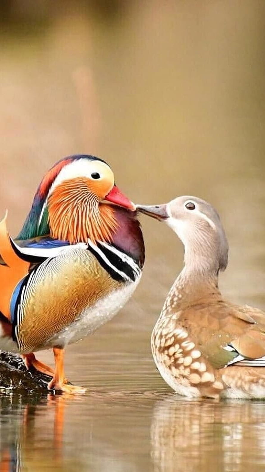 Male and Female Mandarin Ducks Interacting in Shallow Water, Mandarin Duck, Romantic, Duck HD phone wallpaper