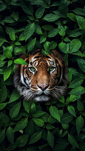 Majestic Tiger Face Peeking Through Dense Green Jungle Foliage HD phone wallpaper