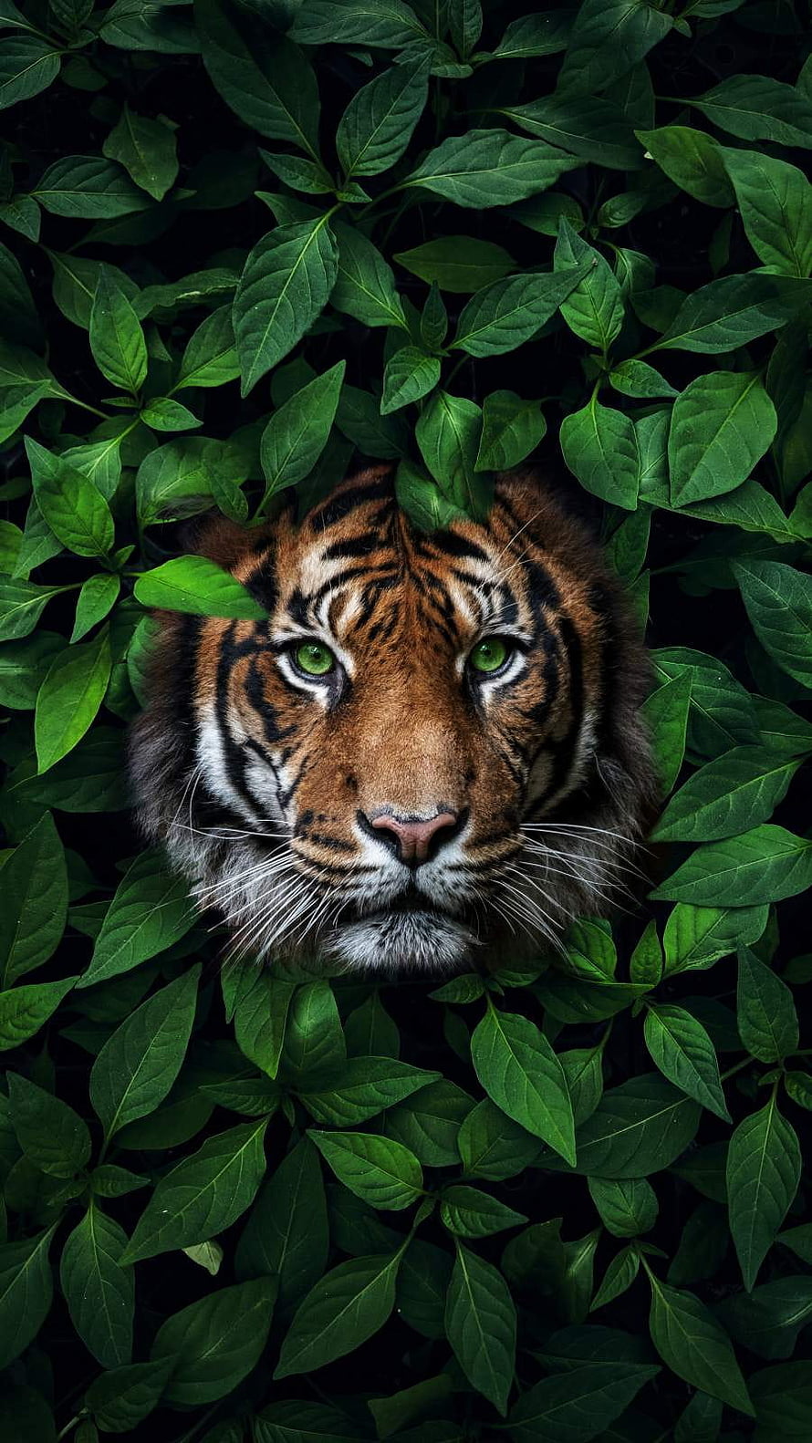 Majestic Tiger Face Peeking Through Dense Green Jungle Foliage HD phone wallpaper