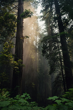 Sunbeams streaming through misty redwood forest canopy with tall trees HD phone wallpaper