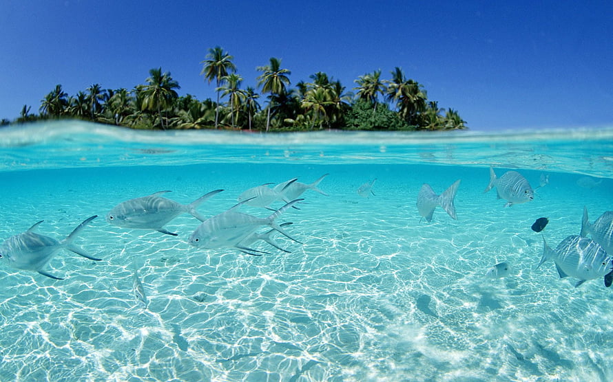Split-level tropical lagoon with silver fish swimming beneath a palm-fringed island HD wallpaper