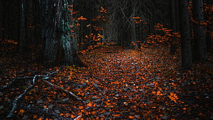 Dark Forest Path With Glowing Orange Autumn Leaves And Tall Trees HD wallpaper