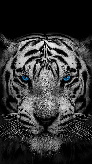Close-Up Portrait of a White Tiger with Striking Blue Eyes on Black Background HD phone wallpaper