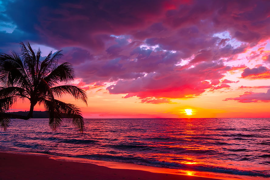 Vibrant Sunset Over Ocean With Silhouetted Palm Tree And Colorful Clouds HD wallpaper