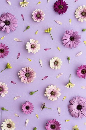 Lavender and Pink Daisies Scattered on a Soft Purple Background HD phone wallpaper