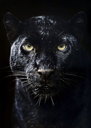 Dramatic Close-Up Portrait of a Black Jaguar with Intense Yellow Eyes HD phone wallpaper